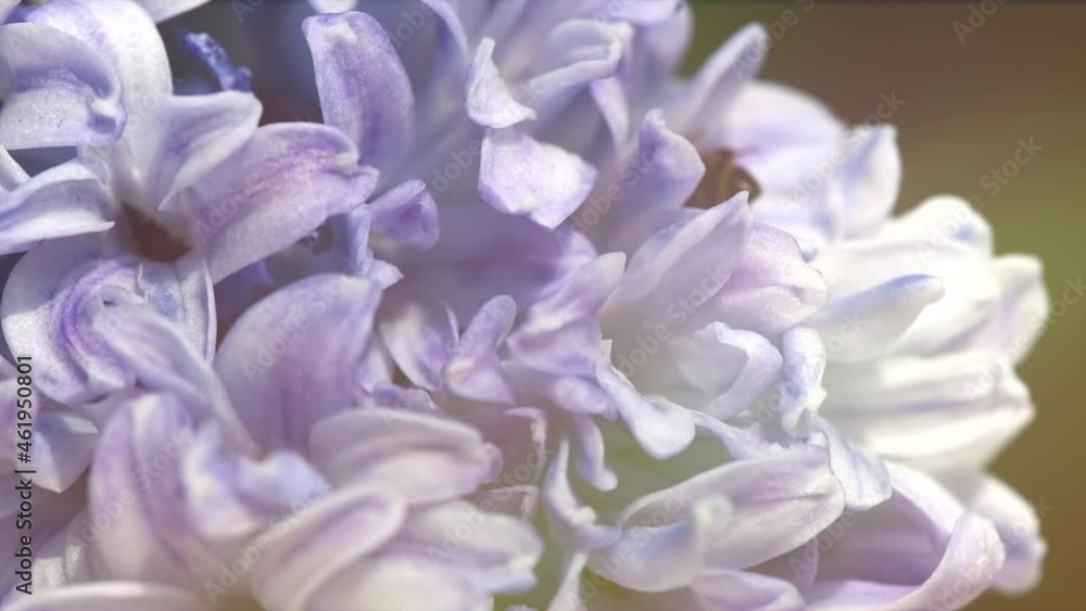 Honey bee on beautiful hyacinth flower working. Fluffy honey bee collecting nectar on the blossom. Honey. Green nature blurred background. Super slow motion video footage. High speed camera shot Honey bee on beautiful hyacinth flower working. Fluffy honey bee collecting nectar on the blossom. Honey. Green nature blurred background. Super slow motion video footage. High speed camera shot