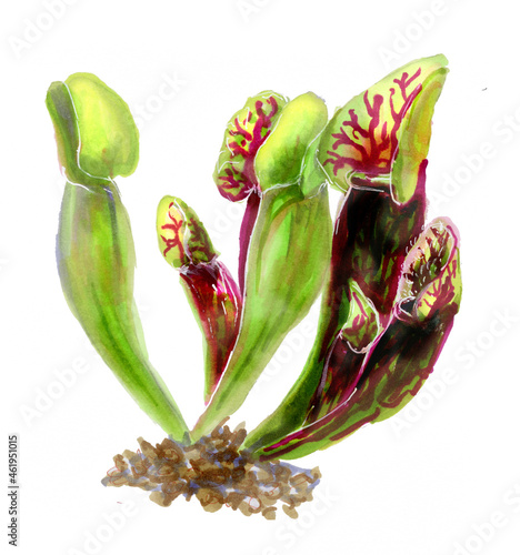 Watercolor illustration of Sarracenia is isolated on a white background. Botanical drawing of the carnivorous plant Sarracenia for scientific books.  painting of tropical Trumpet Pitcher plant photo