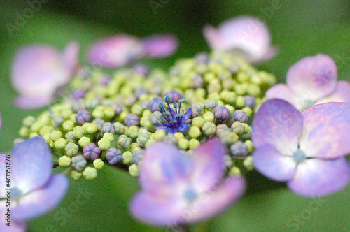 厚木飯山の梅雨に濡れる紫陽花