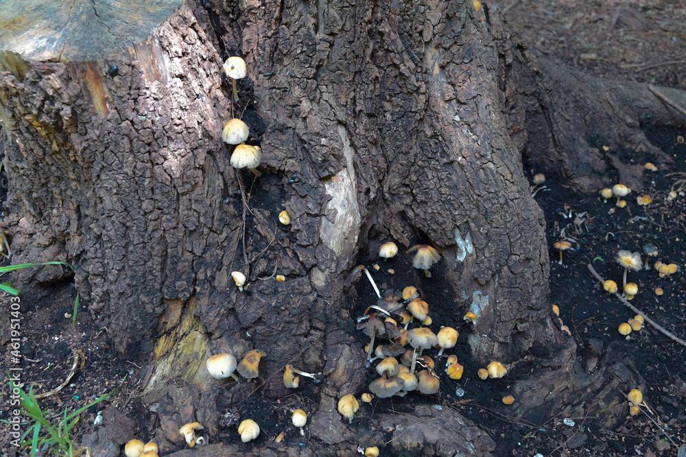 Obraz premium Hongos en bosque