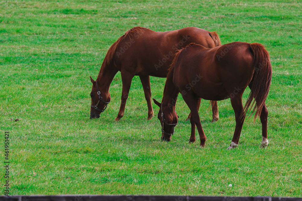 Obraz premium horse２