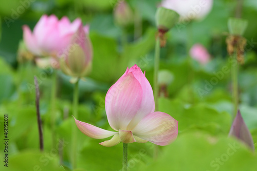 Lotus blossom in a pond.