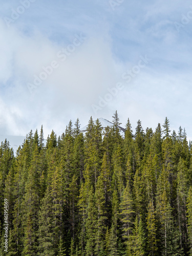 forest in the mountains, rockie mountains, rockies