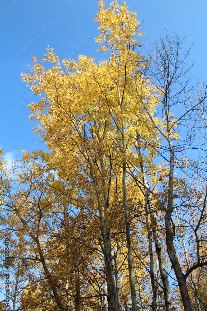 Trees Of Fall, Elk Island National Park, Alberta Trees Of Fall, Elk Island National Park, Alberta