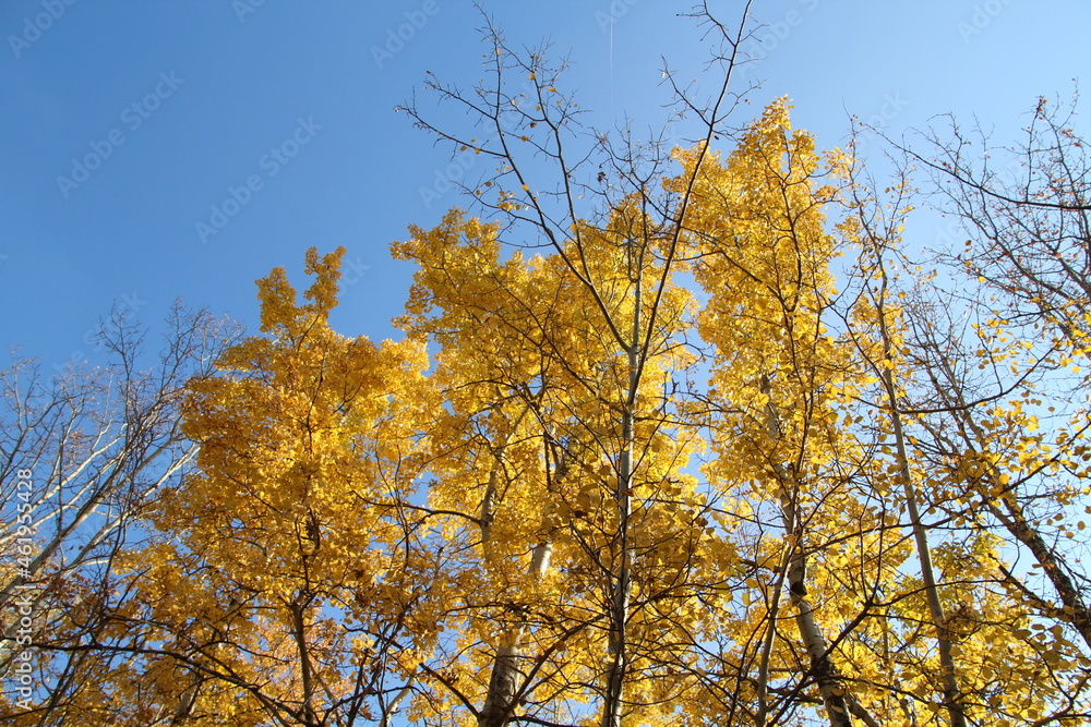 Autumn Above, Elk Island National Park, Alberta