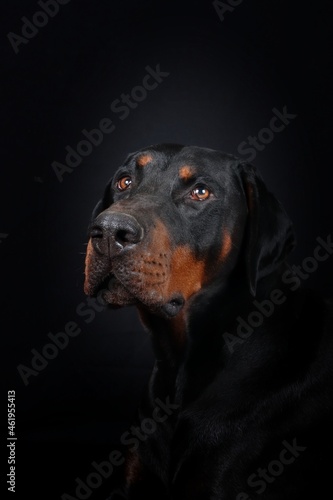 portrait of black doberman who looking up isolated on black 