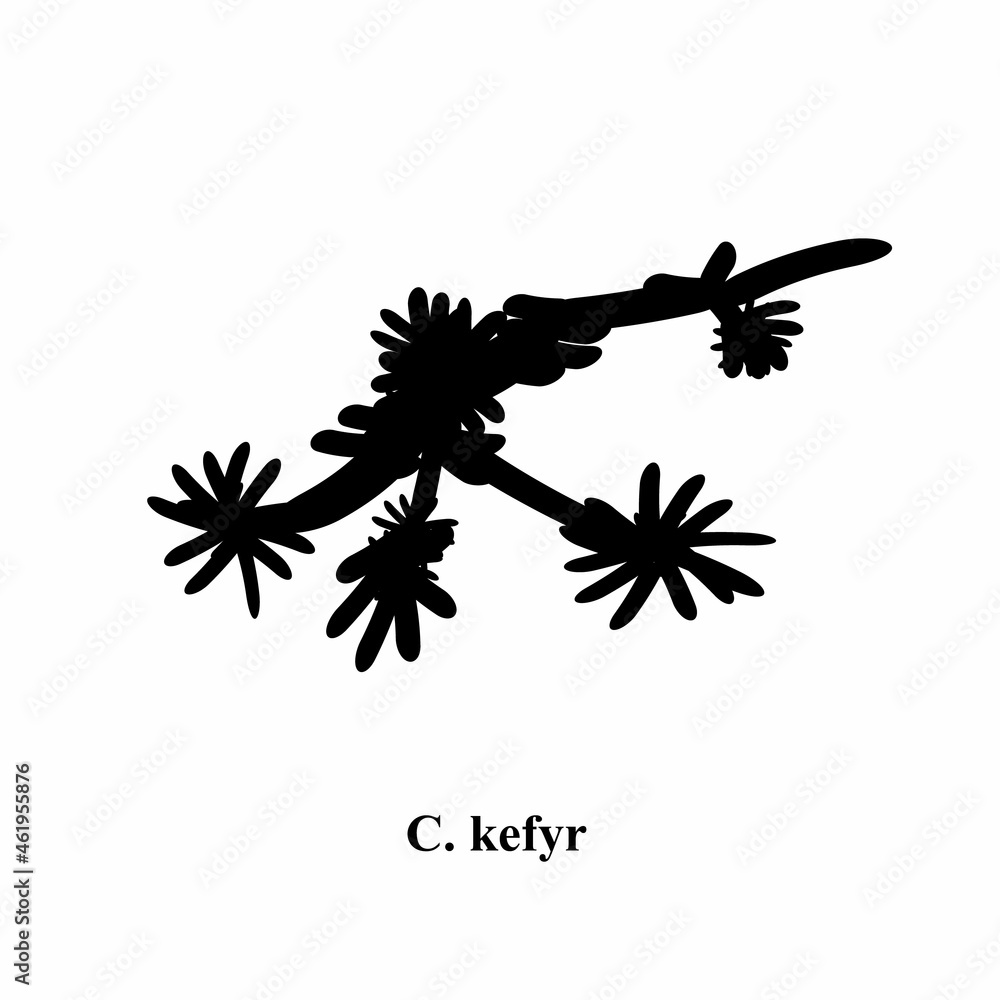 Naklejka premium C. kefyr candida. Pathogenic yeast-like fungi of the Candida type morphological structure. Vector illustration on isolated background