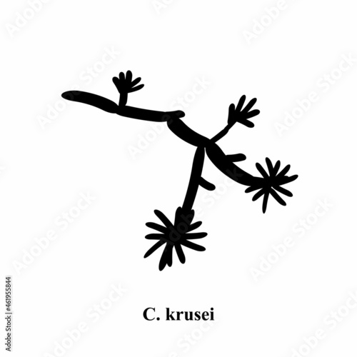 C. krusei candida. Pathogenic yeast-like fungi of the Candida type morphological structure. Vector illustration on isolated background