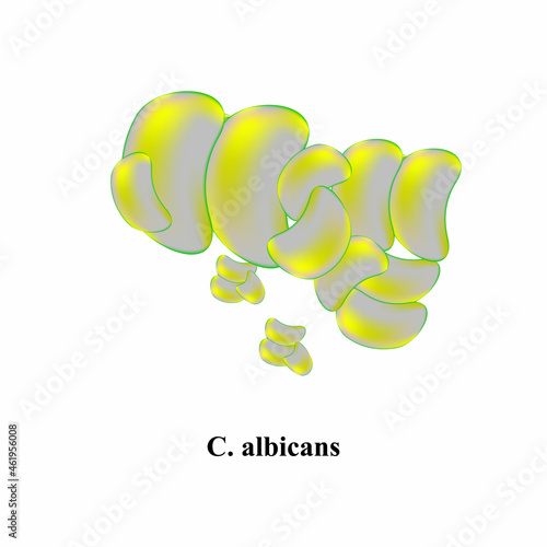 C. albicans candida. Pathogenic yeast-like fungi of the Candida type morphological structure. Vector illustration on isolated background