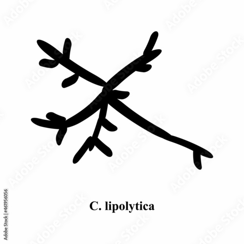 C. lipolytica candida. Pathogenic yeast-like fungi of the Candida type morphological structure. Vector illustration