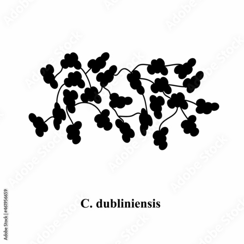 C. dubliniensis candida. Pathogenic yeast-like fungi of the Candida type morphological structure. Vector illustration