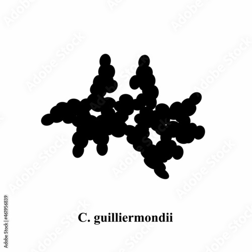 C. guilliermondii candida. Pathogenic yeast-like fungi of the Candida type morphological structure. Vector illustration