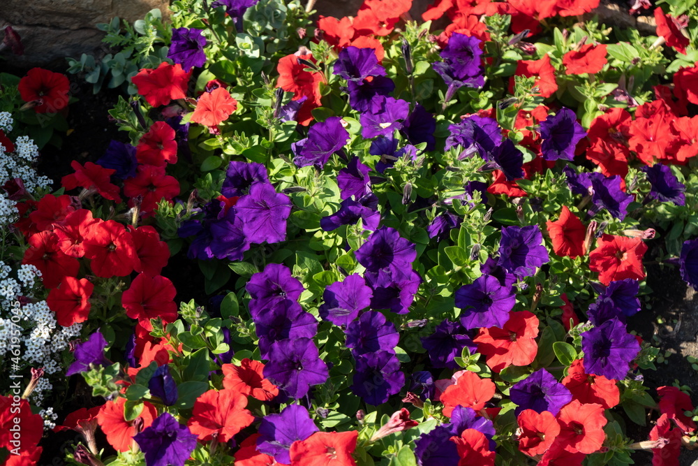 Background from red and blue numerous flowers of hybrid petunia on a summer sunny day.