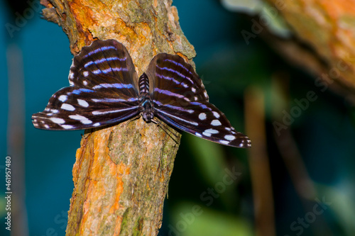 Mexican bluewing butterfly resting on a branch photo