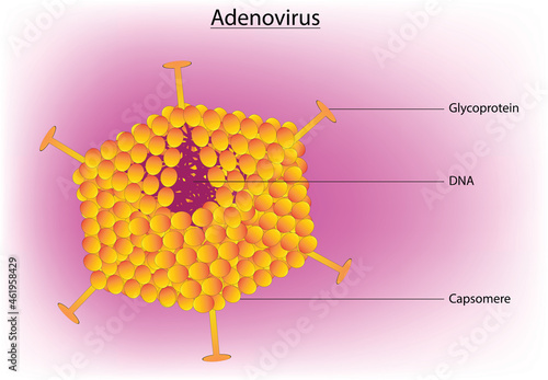 Biological illustration of Adenovirus and capsid structure 