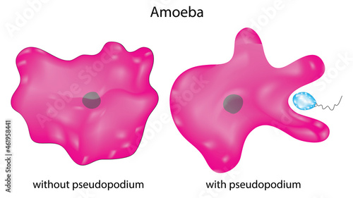 Amoeba with pseudopods and without pseudopods photo