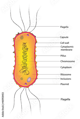 Biological illustration of Amphilophotrichous Bacteria (amphilophotrichous flagella) photo