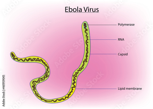 Detailed anatomy of Ebola virus