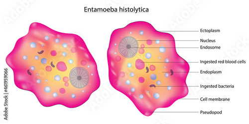 Biological illustration of Entamoeba histolytica cell