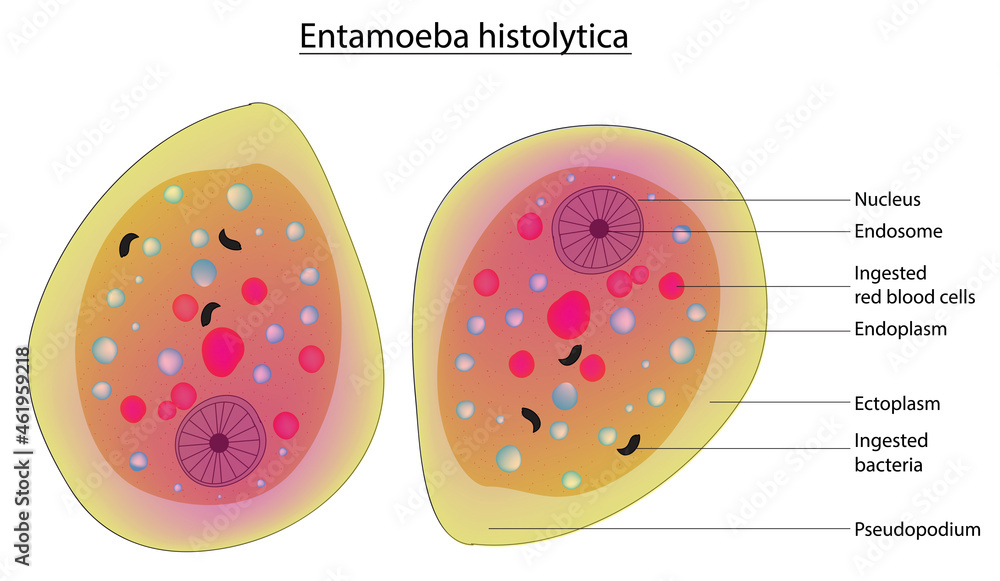 Diagram of entamoeba histolytica