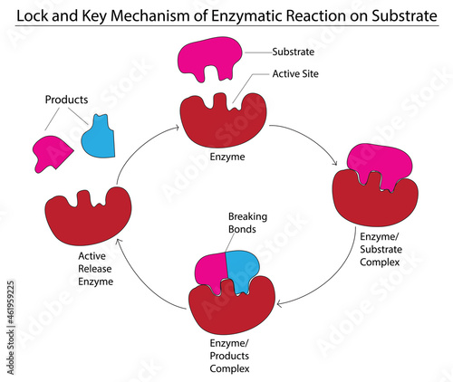 Biological illustration of enzyme substrate model 