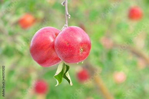 晩秋の美味しいリンゴ園