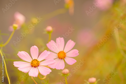 Canvas Print コスモス姉妹のやさしさ