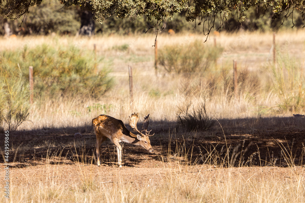 Fototapeta premium a herd of fallow deer graze on the mount of El Pardo, Madrid