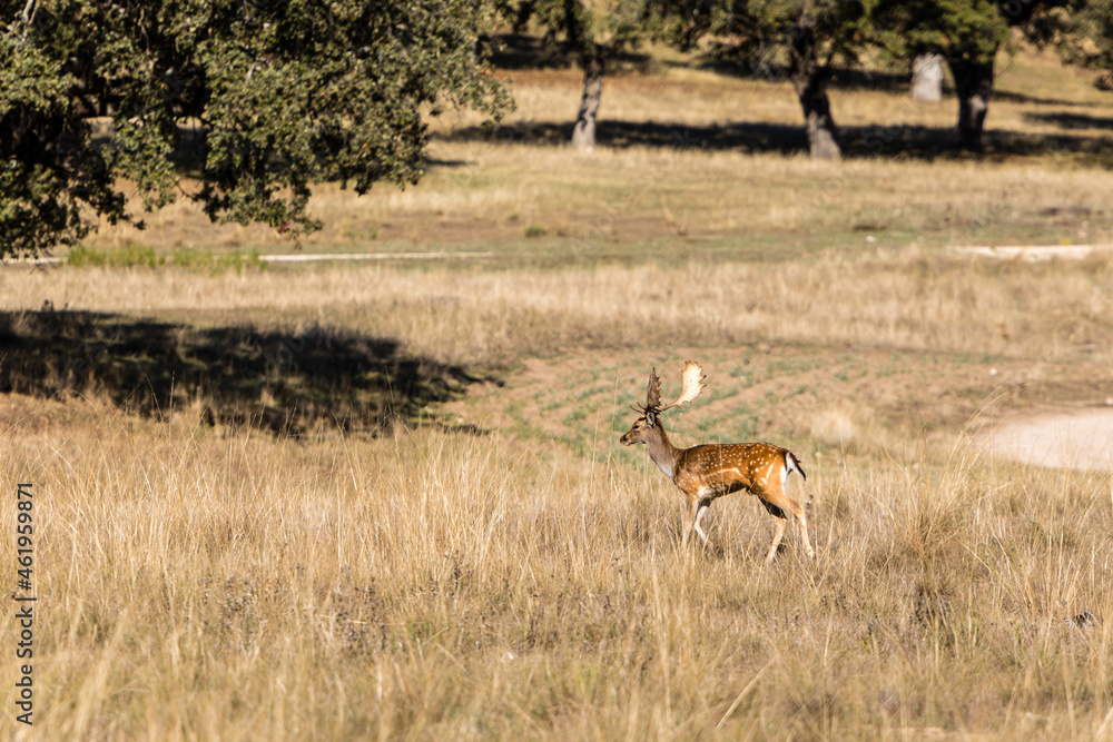 a herd of fallow deer graze on the mount of El Pardo, Madrid a herd of fallow deer graze on the mount of El Pardo, Madrid