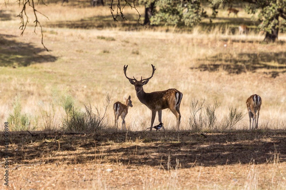 Fototapeta premium a herd of fallow deer graze on the mount of El Pardo, Madrid