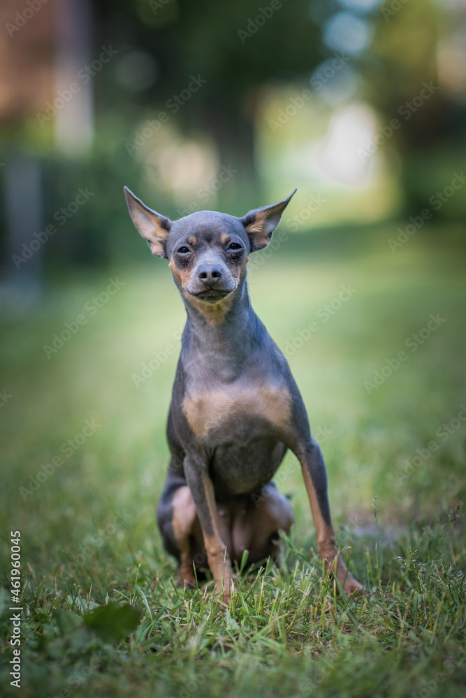 A beautiful thoroughbred toy terrier on the grass in a cottage village. A beautiful thoroughbred toy terrier on the grass in a cottage village.