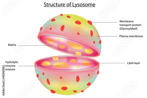3D structure of Lysosome (Labeled Lysosome anatomy)
