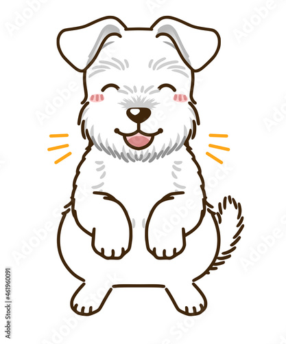 喜ぶシュナウザー（白）