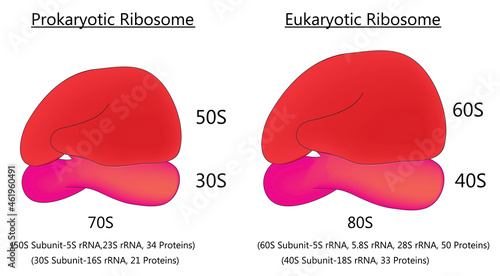 Biological illustration of prokaryotic ribosome and eukaryotic ribosome (70s ribosome and 80s ribosome) photo