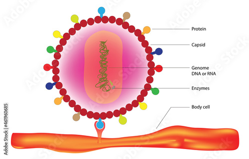 Biological illustration of Virus attach on the body cell 