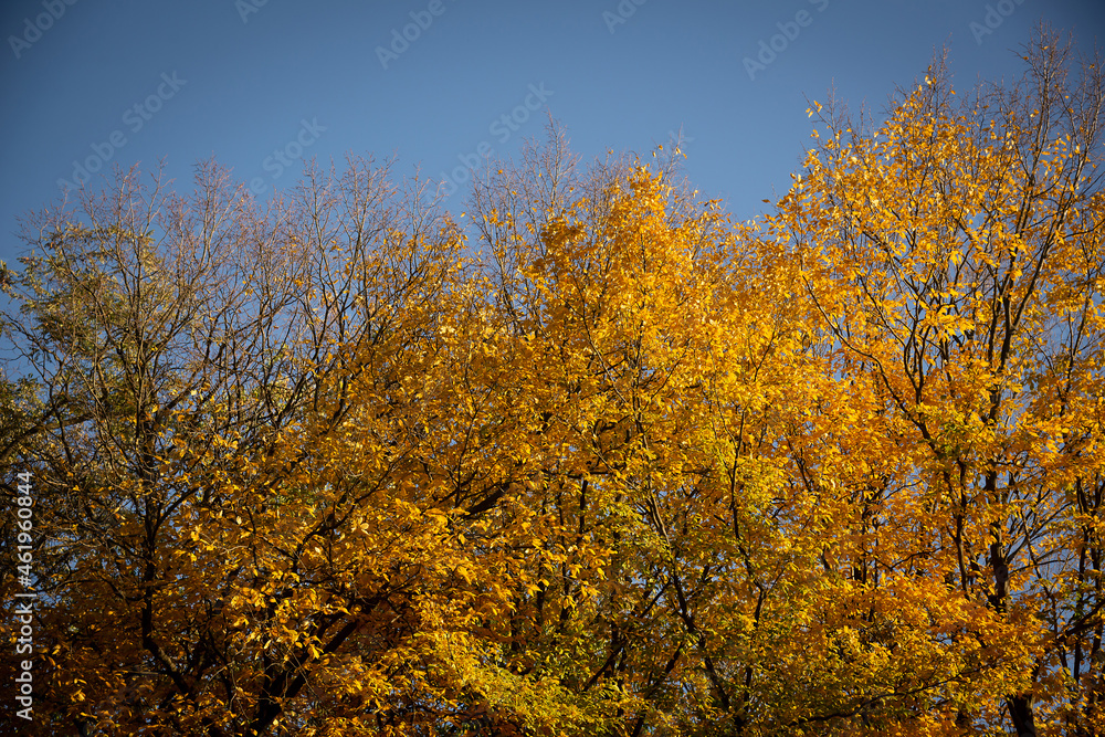 Autumn leaves on blue sky background. Place for text