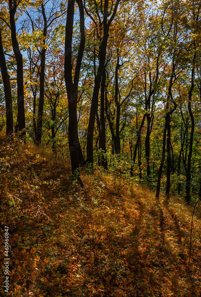 Obraz premium Autumn forest with the yellow trees in sunny weather