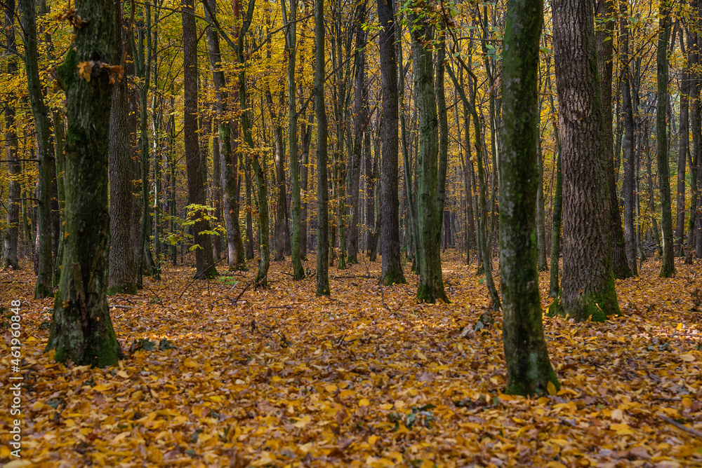 Fototapeta premium Autumn forest with the yellow trees