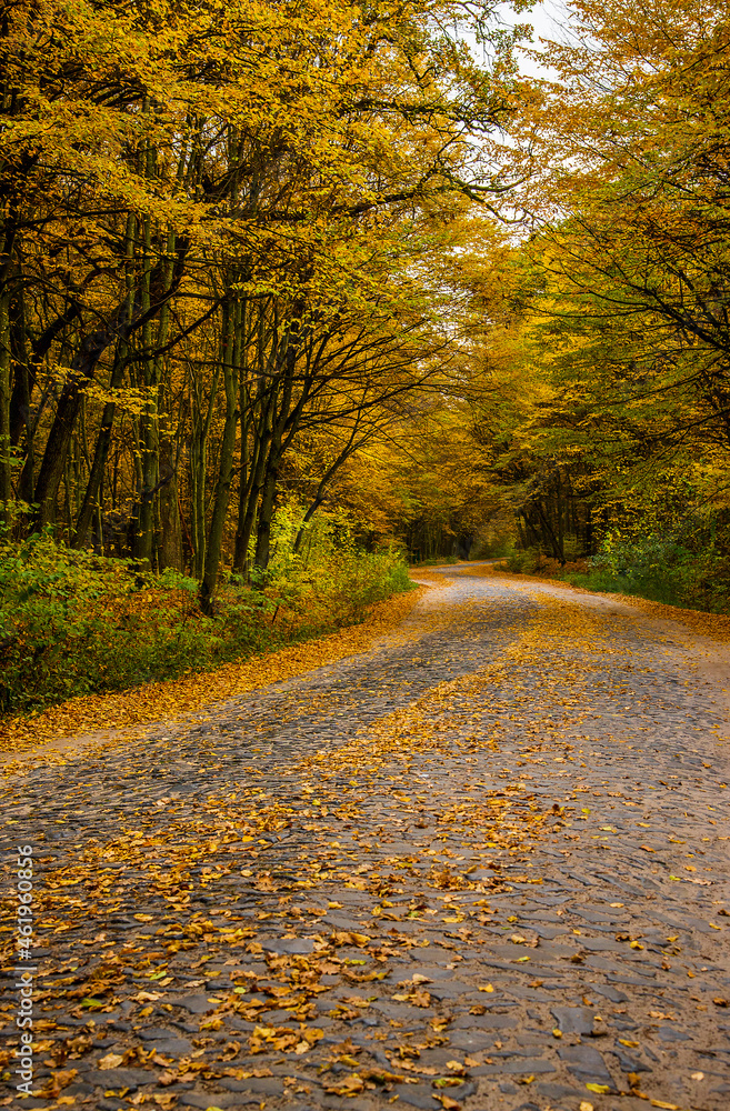 Autumn deciduous forest. Road in the autumn forest. Falling yellow leaves from trees. Seasons