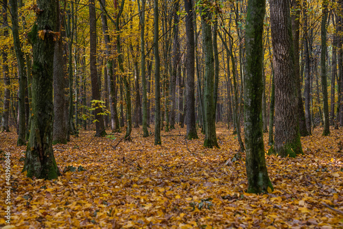 Autumn forest with the yellow trees