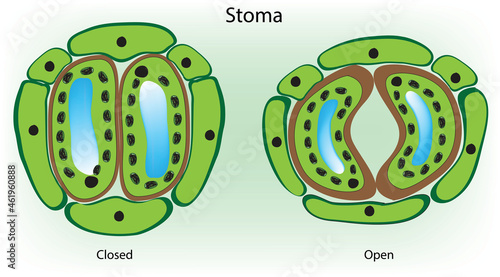 Botanical illustration of stomata in plant leaf 