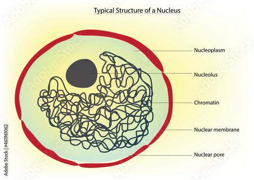 Biological illustration of nucleus and nucleolus ( labeled anatomy of nucleus in animal cell) 