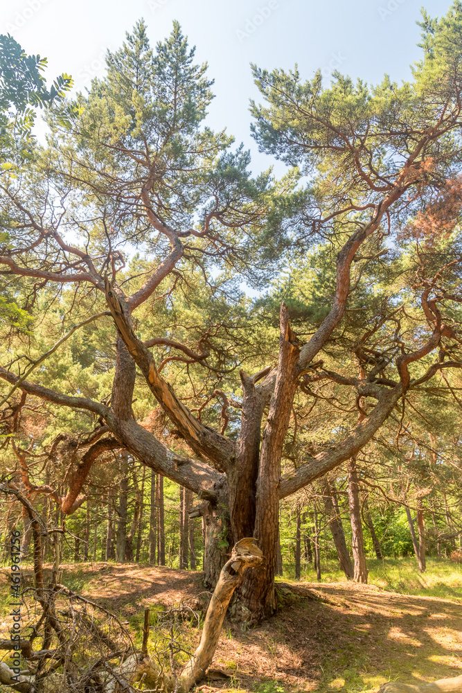 Fototapeta Magic pine (Magiczna sosna) in the forest on Hel peninsula.