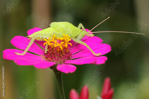 A katydids is looking for prey in the bushes. 