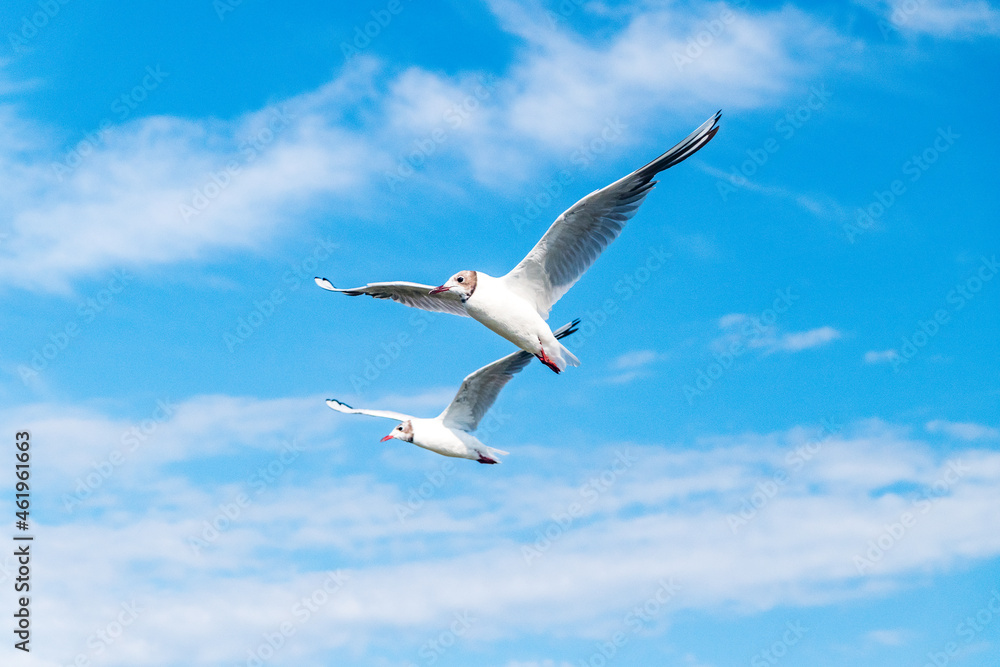 Obraz premium Seagull flying diagonally through vivid blue sky with clouds.