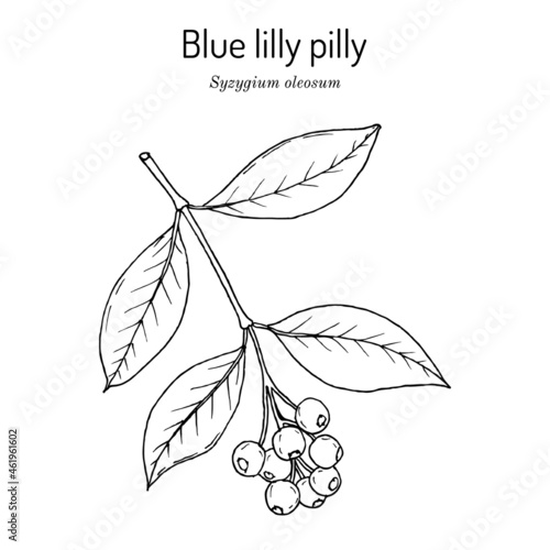 Scented satinash or blue lilly pilly Syzygium oleosum , edible and ornamental plant