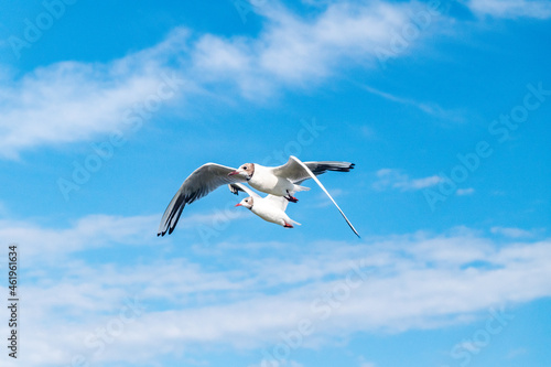 Seagull flying on blue sky in windy day. © Robson90