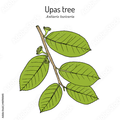 Upas tree Antiaris toxicaria , poisonous plant