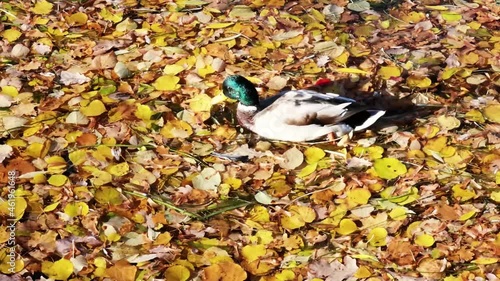 duck swims on the water in autumn yellow leaves and looks for food in sunny weather