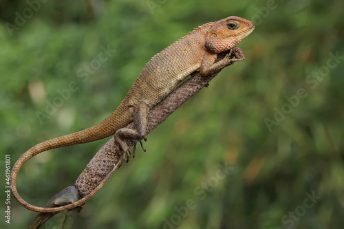 An oriental garden lizard is sunbathing. This reptile has the scientific name Calotes versicolor. 